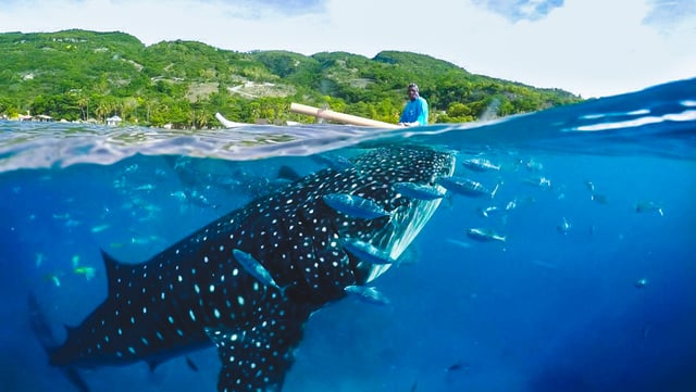 Oslob Whale Shark and Aguinid Falls Day Tour, listing photo