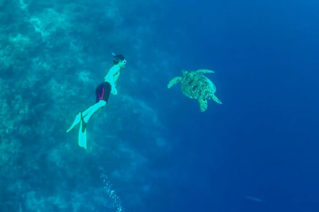 Moalboal Sardine Run and Kawasan Falls Day Tour, listing photo