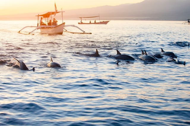 Dolphin Watching and Snorkelling at Lovina in Bali, listing photo