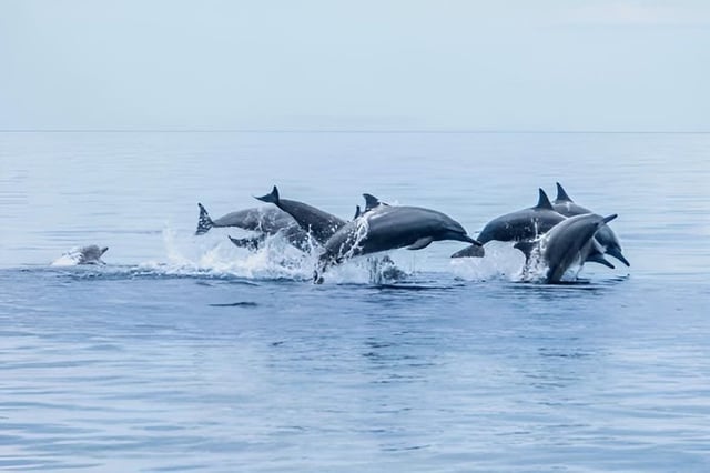 Private Dolphin Watching and Snorkelling in Panglao, listing photo
