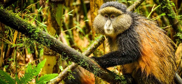Hiking Safari in Kisoro and Mgahinga, listing photo