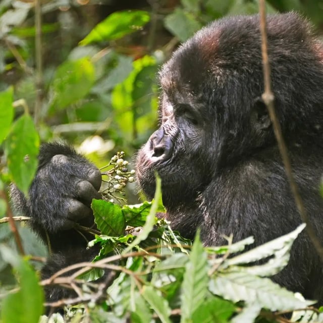 12 Day Mid Range Gorilla Safari in Uganda, listing photo