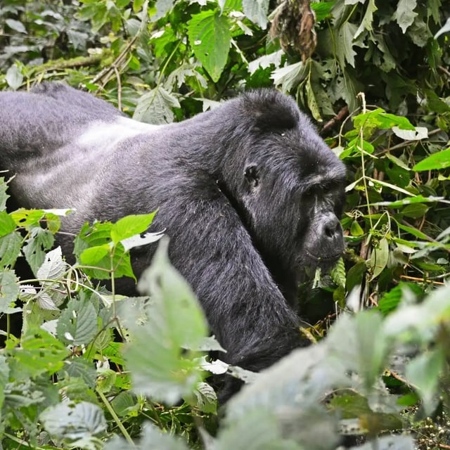 12 Day Budget Gorilla Safari in Uganda, listing photo