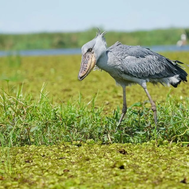 8 Day Birding Safari in Uganda, listing photo