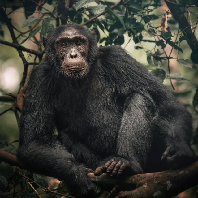 7 Day Gorilla and Chimp Safari in Uganda, listing photo