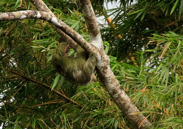 Guided Sloth Watching Walk in La Fortuna, listing photo