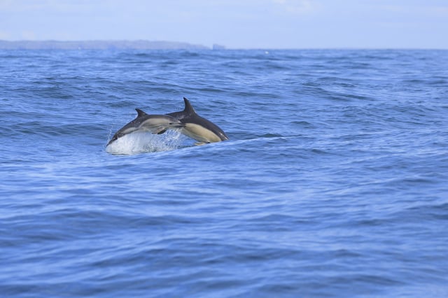 Full Day Celtic Deep Boat Expedition in Pembrokeshire, listing photo