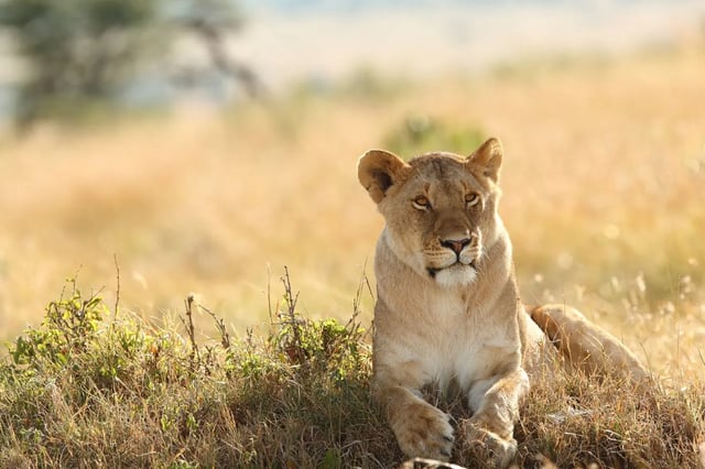 6 Day Safari to Kidepo Valley in Uganda, listing photo
