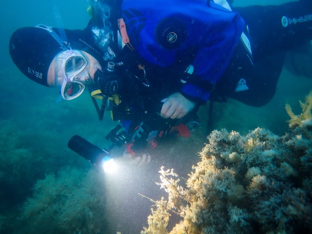 Discover Scuba Diving in the Sea – Try Dive in Bouley Bay, listing photo