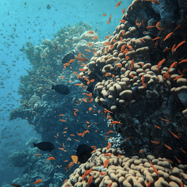 Coral Reef Conservation Course, listing photo