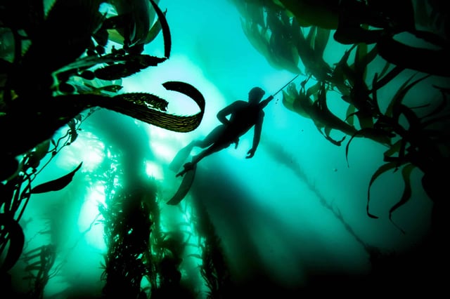One-Day Spearfishing Course in Cornwall, listing photo