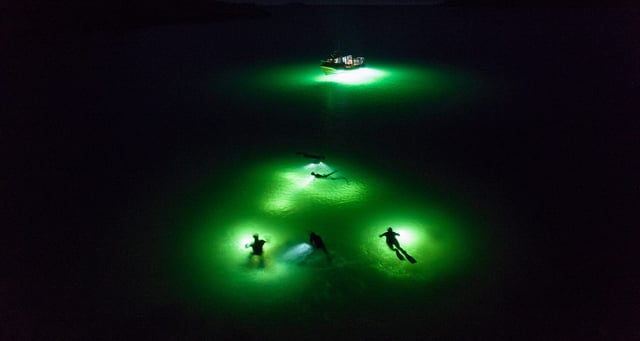 Night Snorkelling – The North Argyll Snorkel Trail, listing photo