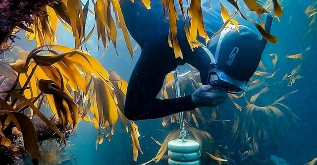 Intro to Freediving – 1 Day Beginner Course, listing photo