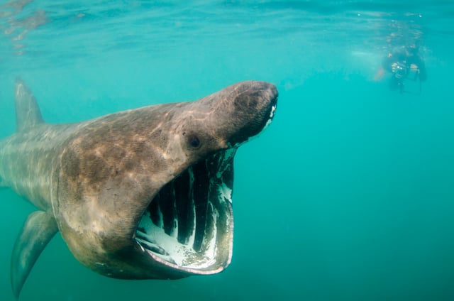 7-Day Basking Shark Snorkelling Trip – Isle of Coll, listing photo