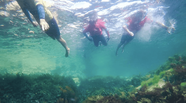 Snorkelling Tour in Newquay, listing photo