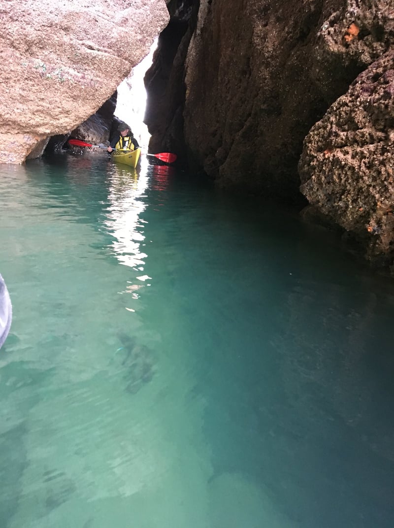 Wildlife Bushcraft and Sea Cave Safari in Torquay, photo 4