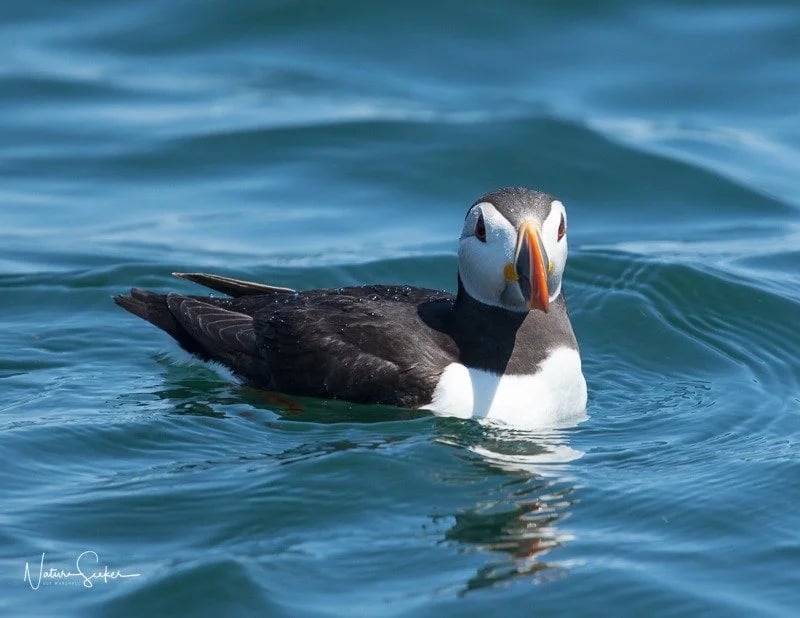 Puffin Island RIB Tour in Beaumaris, photo 5