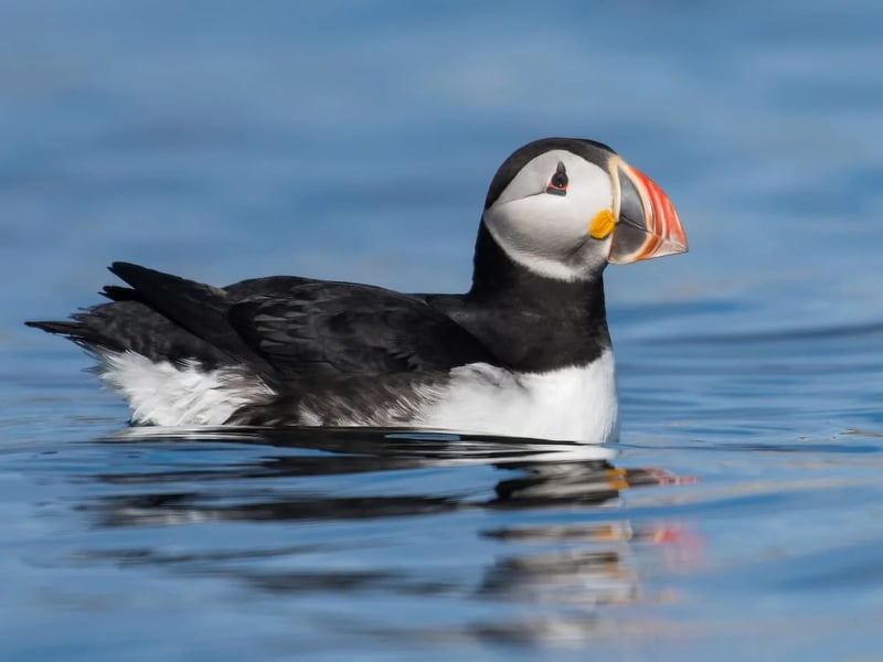 Puffin Island RIB Tour in Beaumaris, photo 4