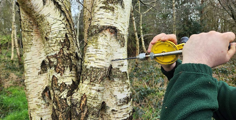 Foraging & Bushcraft Course in Ballynahinch, County Down, photo 3