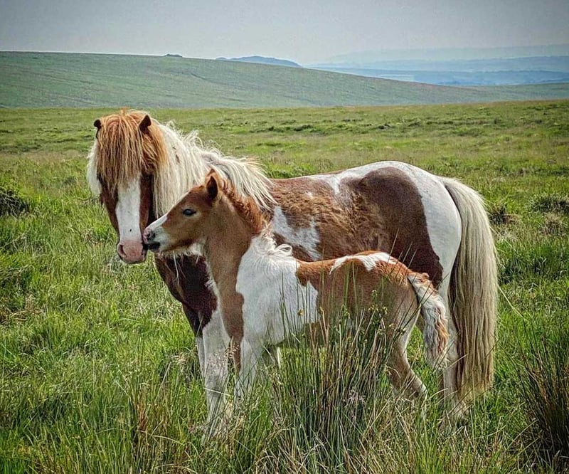 Guided Walking Tours in Dartmoor National Park, photo 5