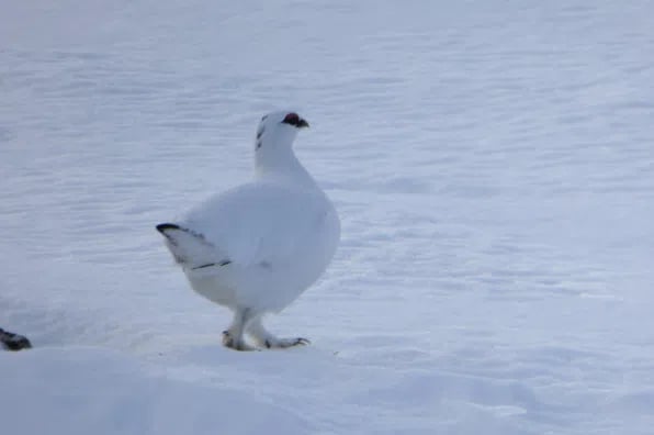 New Year Winter Walking – 6-Night Adventure in the Cairngorms, photo 5