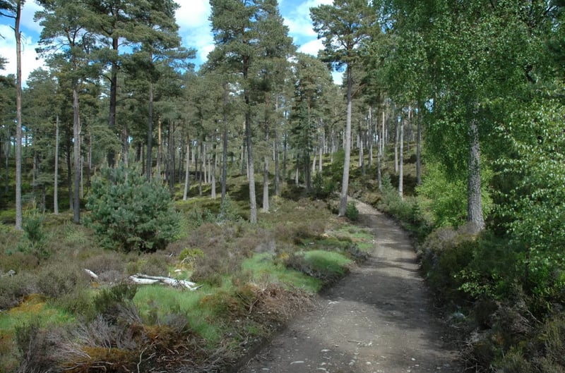 The Complete Cairngorms – 6-Night Hiking Holiday, photo 5