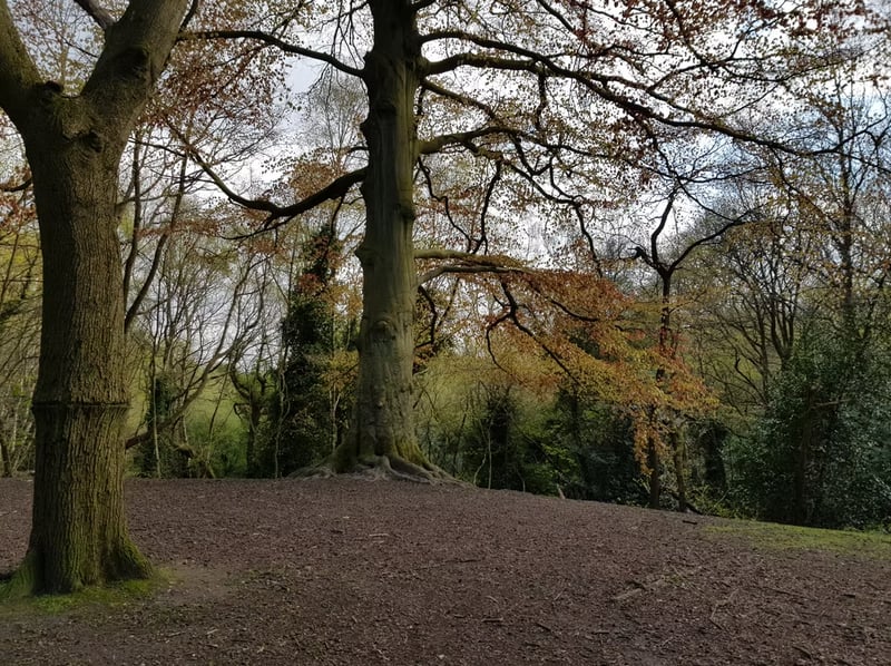 Navigation Course for Beginners in Hampstead Heath, photo 4