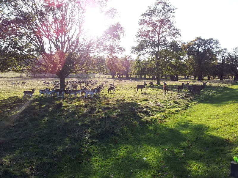 Navigation for Beginners in Richmond Park, photo 3