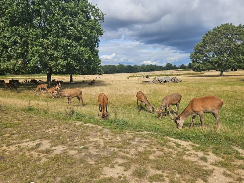 Navigation for Beginners in Richmond Park, photo 2