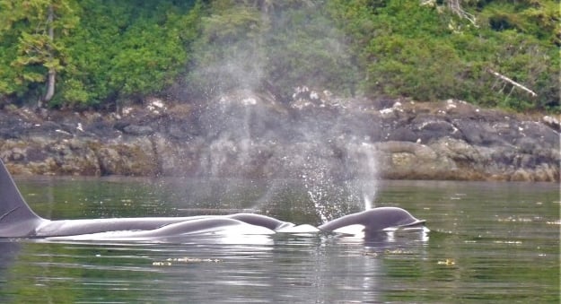 Vancouver Island and Broughton Archipelago Sea Kayak Expedition gallery 5