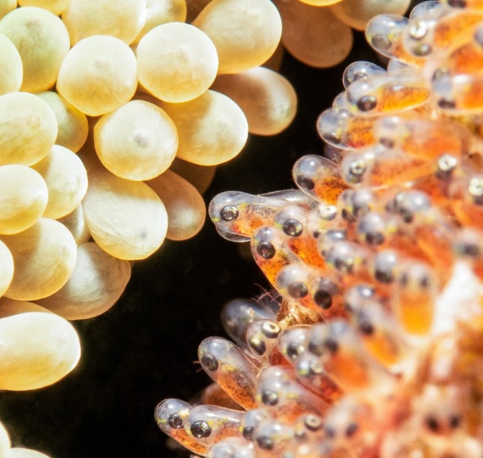 PADI Digital Underwater Photography Course in Sulawesi, photo 2