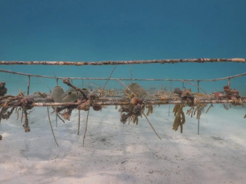 Ocean Gardener - Discover Coral Diving in Sulawesi, photo 5