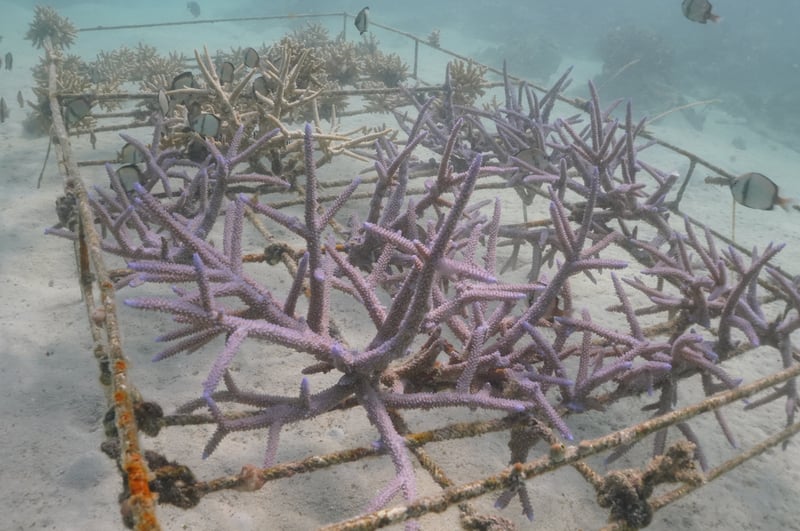 Ocean Gardener - Discover Coral Diving in Sulawesi gallery 6