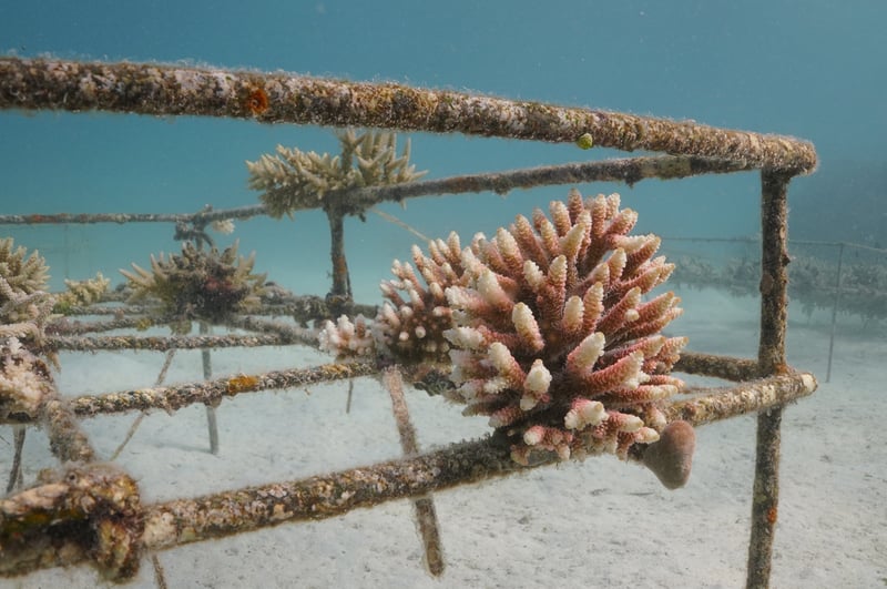 Ocean Gardener - Discover Coral Diving in Sulawesi gallery 8