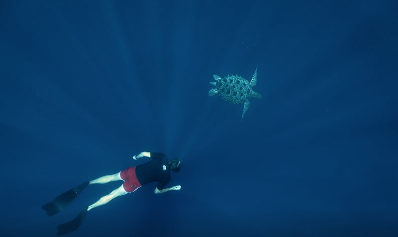 AIDA Level 1 Freediving Course in Sulawesi gallery 3