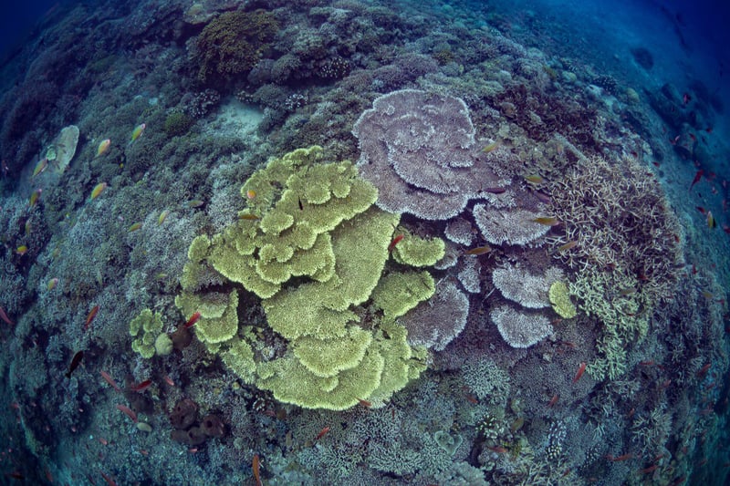Ocean Gardener Coral Diver Level 1 Course in Sulawesi, photo 3