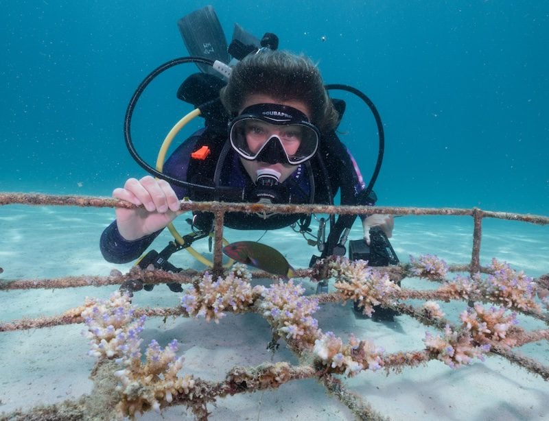 Ocean Gardener Coral Diver Level 1 Course in Sulawesi, photo 4