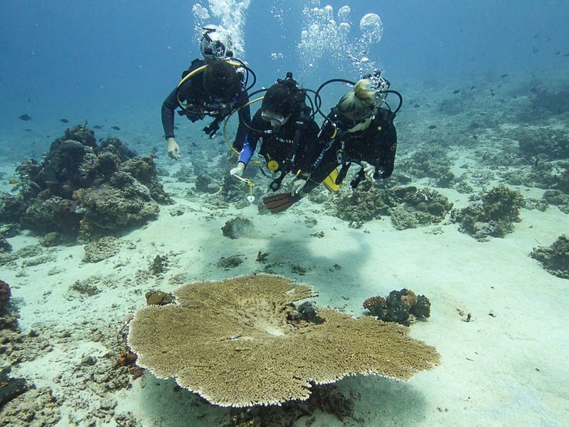 PADI Enriched Air Diver Specialty Course in Sulawesi, photo 2