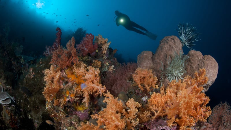 PADI Open Water Course – Learn to Dive in Sulawesi, photo 2