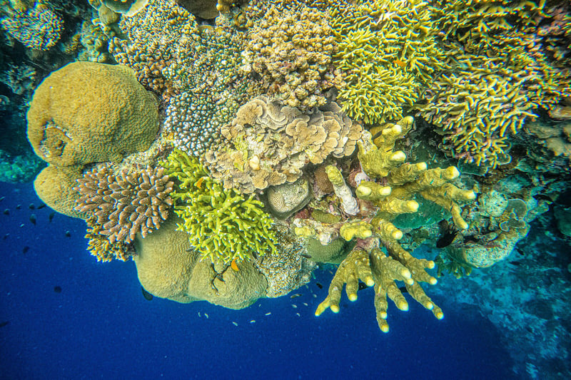 Ocean Gardener Coral Diver Level 1 Course in Sulawesi, photo 2
