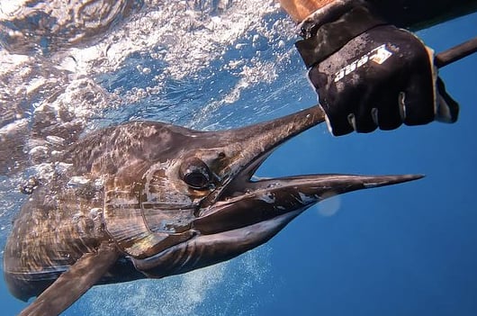 Seychelles to Madagascar Offshore Sailing Adventure gallery 3