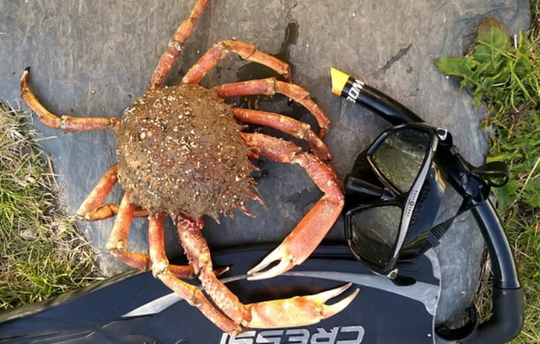 Escape to the Sea – Coastal Bushcraft & Foraging Course in Devon, photo 4