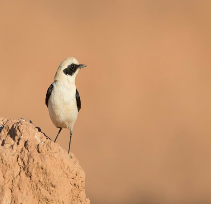 Atlas Mountains Hike and Birdwatching in Morocco, photo 4
