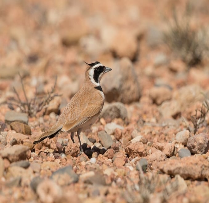 Atlas Mountains Hike and Birdwatching in Morocco gallery 3