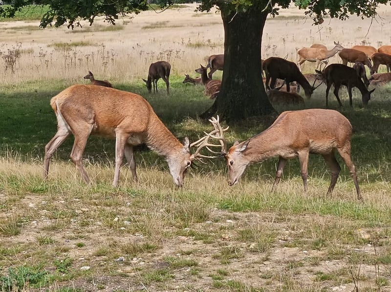 Navigation for Beginners in Richmond Park, photo 4