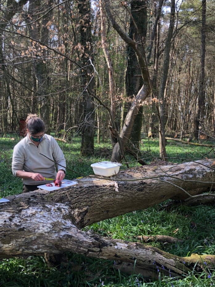 Spring Foraging Course in South London, photo 2