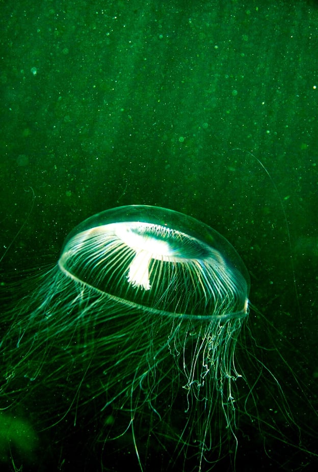 PADI Basic Freediver Course in Shetland, Scotland gallery 6