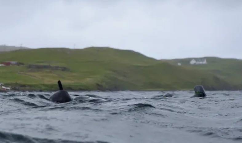 Diving Gear Rental in Shetland, Scotland, photo 4
