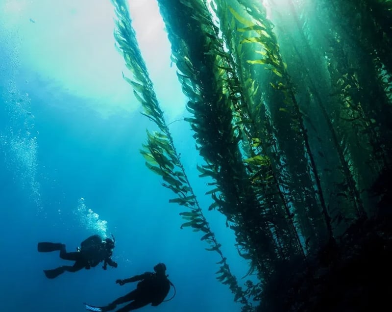 PADI Divemaster Pro Course in Littlehampton gallery 6