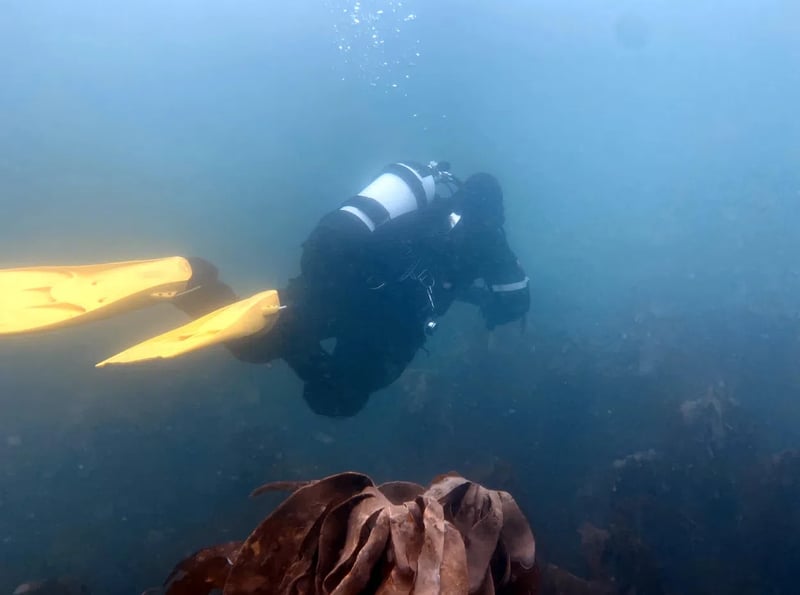 Deep 40 Diver in Gosforth, photo 3